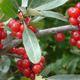 Illustration for article titled The Tastiest Berries That Grow Wild In North America